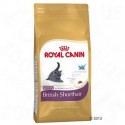 Royal Canin British Shorthair Kitten Kattenvoer